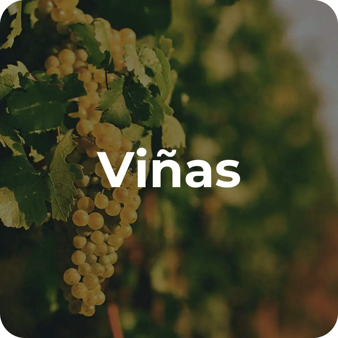 Viñas